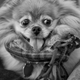 Illustration for article titled Fur Face Friday!!